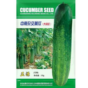 揭阳灰青大吊瓜种子种籽高产青瓜燕白水果黄瓜春秋四季播蔬菜种苗