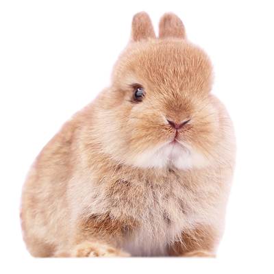 进口纯种双血统荷兰侏儒兔垂耳兔