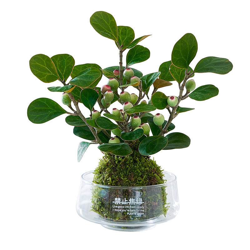 带20个果小盼菩提苔藓球盆栽植物