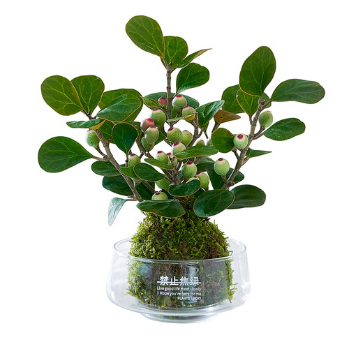 小盼菩提苔藓球水培植物办公室内桌面好养易活花卉绿植观果盆栽树