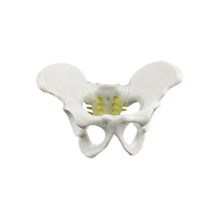 小骨盆模型人体骨骼模型人医院用教学成人男女性骨盆模型盆骨模型