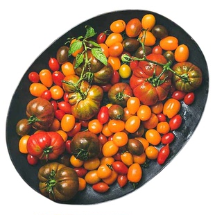 虹越园艺家番茄种子西红柿阳台四季秋春秋播种家庭水果蔬菜盆栽