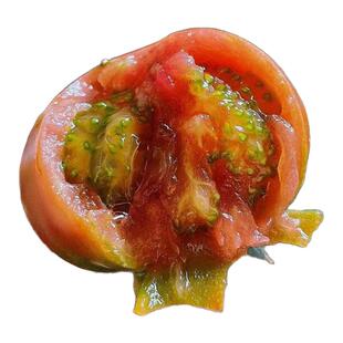 铁皮草莓西红柿苗秧水果秋冬四季柿子沙瓤普罗旺斯番茄苗蔬菜种子