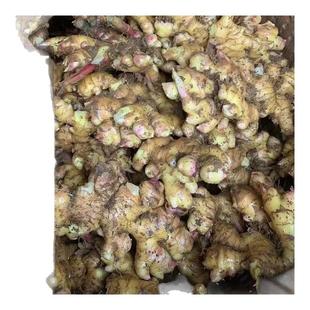 正宗小黄姜种籽生姜种植苗大姜种子黄姜苗种植生姜苗姜种带芽姜种