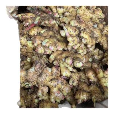 正宗小黄姜种籽生姜种植苗大姜种子黄姜苗种植生姜苗姜种带芽姜种