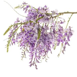 紫藤花树苗爬藤攀爬庭院围墙四季多花植物老桩盆栽花苗藤蔓紫藤萝