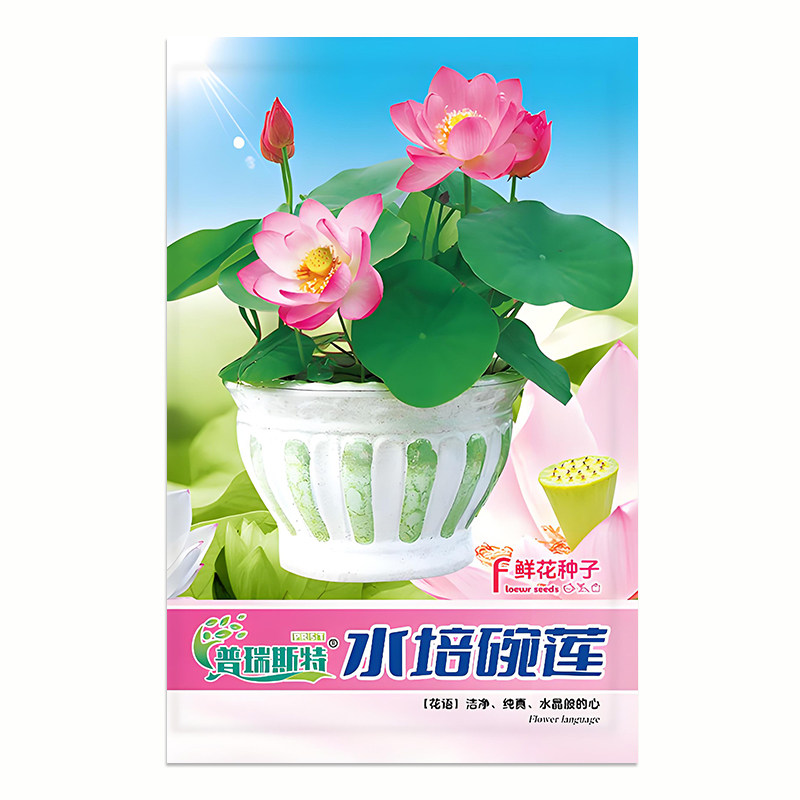 水培碗莲种子花卉种子