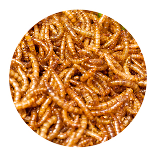 油炸香辣面包虫即食熟食黄粉虫美味昆虫蚂蚱虫子美食一罐包邮人食