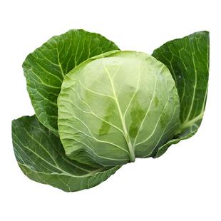 甘蓝菜种子包心种孑卷芯菜种绿甘兰苗包菜大头菜籽儿秋季蔬菜橄榄