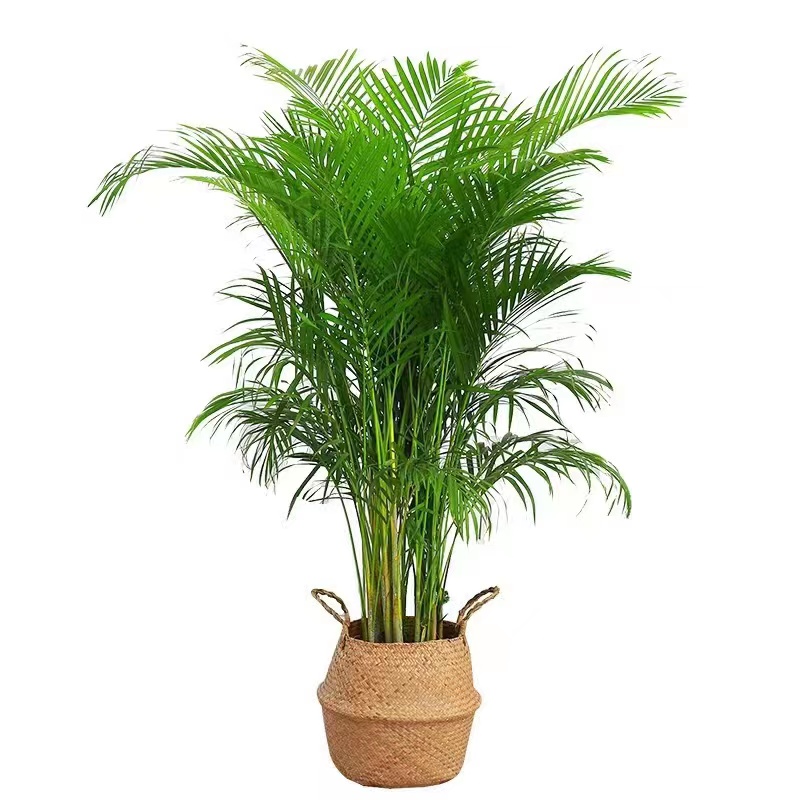 散尾葵植物凤尾竹盆栽客厅桌面大型富贵椰子室内天堂鸟绿植花好养
