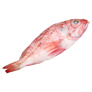 喜知次鱼 巴氏无鳔鲉红斑鱼金吉鱼新西兰红龙鱼深海鱼冷冻顺丰