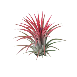 空气凤梨摆件植物无土花卉新手套餐多款空气草空凤绿植送底座室内