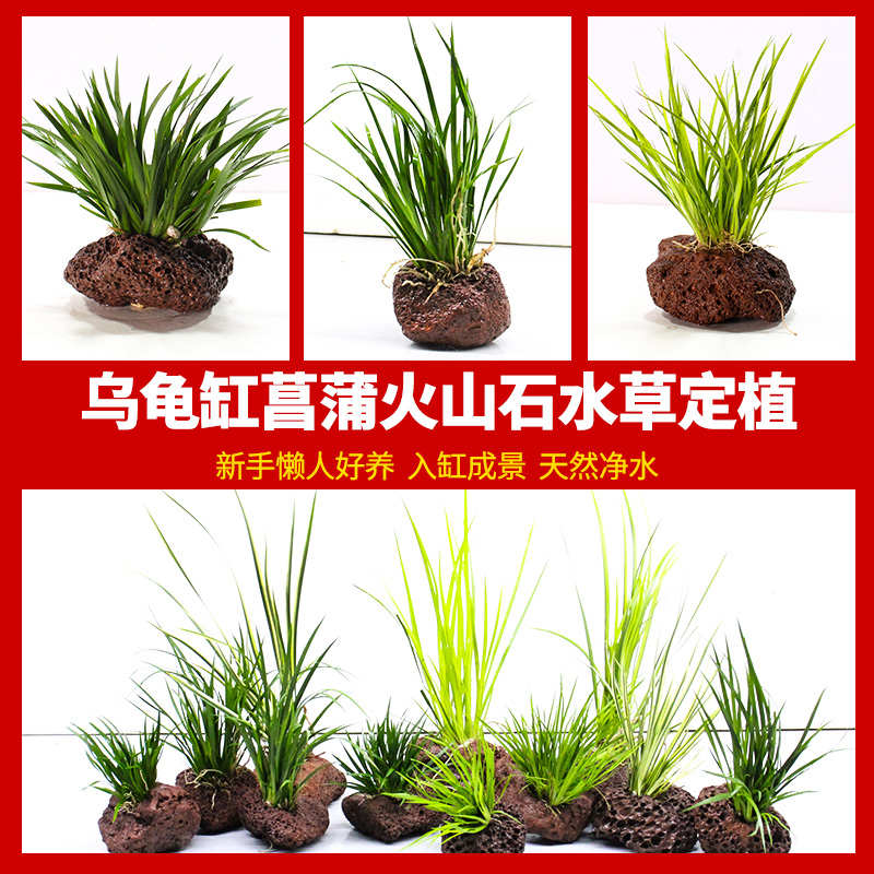 乌龟缸造景绿植菖蒲火山石定植俯石生态鱼缸水陆缸中后景水培水草