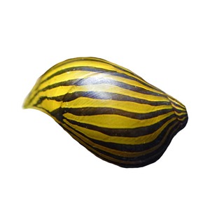 粗纹进口斑马螺观赏螺工具除藻螺螺除藻宠物草缸活体黑金刚鲍鱼螺