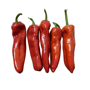 安徽和县现摘现发新鲜红辣椒微辣大红泡椒牛角椒红灯笼椒大菜椒