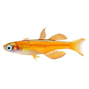 橘色珍珠燕子鱼小型灯鱼热带鱼观赏鱼草缸中高端阿鲁桔色珍珠活体