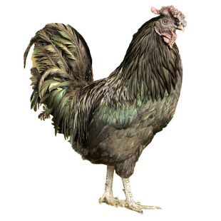 纯种万源旧院黑鸡种蛋受精蛋可孵化高产绿壳五黑鸡土鸡种蛋鸡苗