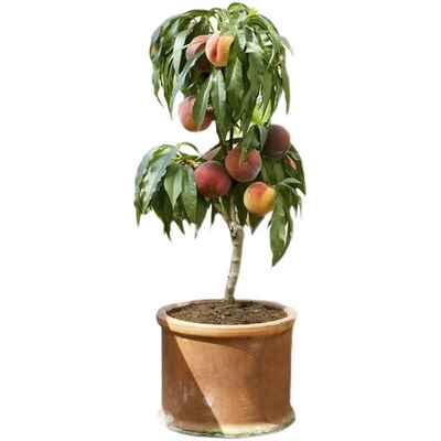 黄桃树苗桃树果苗冬桃嫁接苗南北方庭院四季种植果树果苗当年结果