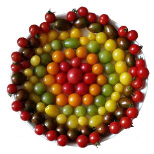 农科院番茄种子草莓水果原味西红柿千禧釜山沙瓤普罗旺斯蔬菜籽孑