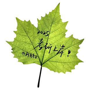 枫叶便利贴仿真树叶便签纸ins风简约N次贴留言条学生便签本留言条