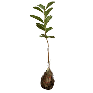 台湾珍珠四季番石榴苗芭乐苗红心番石榴苗红宝石番石榴苗当年结果