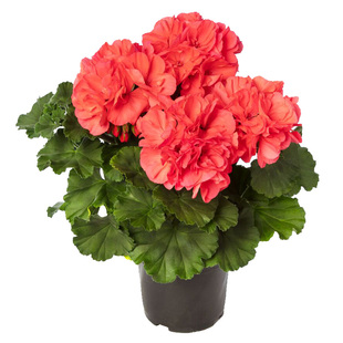 进口天竺葵种子四季易种室内花卉种子阳台盆栽好养花园多年生花籽