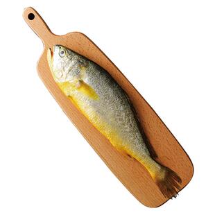 舟山大黄鱼东极岛生态半野生黄花鱼新鲜鲜活水产特价精品5条装