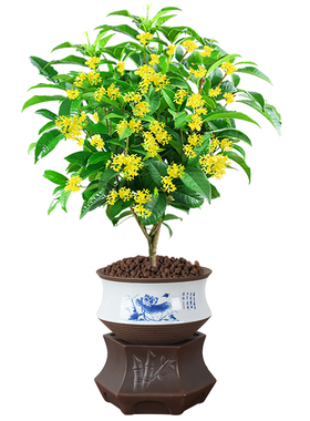 佛珠植物珍珠吊兰室内摆件田园