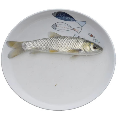 草鱼苗淡水活体养殖食用
