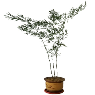 筇竹苗四季绿植观音竹庭院造景树苗竹子客厅小盆栽盆景植物耐高温