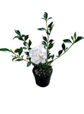 小叶寿星栀子花重瓣浓香型