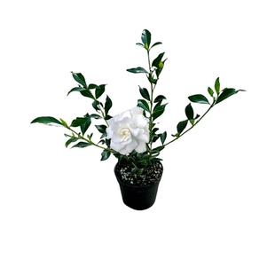小叶寿星栀子花重瓣浓香型盆栽花卉常绿植物室内阳台桌面四季好养