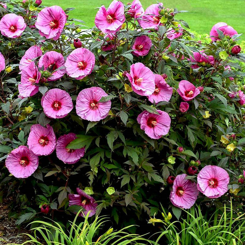 大花芙蓉葵(秋葵)花苗 风暴 扎染等各色 耐寒耐热【鲁虹园艺】