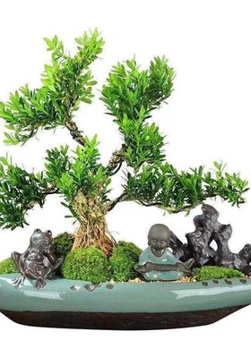 正宗皱皮雀舌黄杨盆景广东软枝素材造型树苗绿植精品小苗带泥带叶