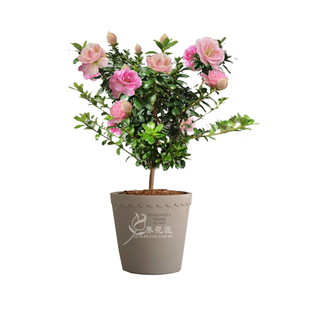 日本皋月杜鹃花绢之舞稀有品种春夏鹃一树多色绿植四季开花盆栽苗