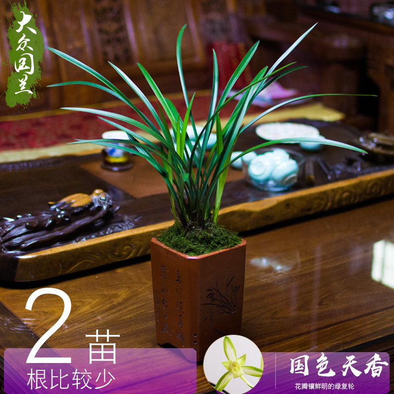 兰花草建兰国色天香盆栽植物国兰兰花苗带花苞四季兰大众国兰场