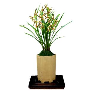 翁源兰花喜花里建兰铭品小桃红叶带金边带花浓香新手好养绿植花卉