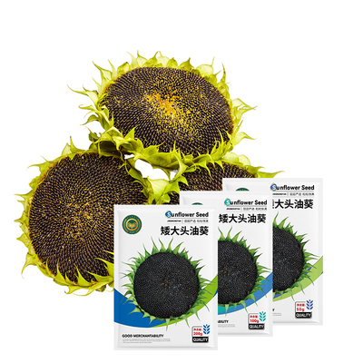 油葵种子矮大头向日葵榨油食用大粒葵花瓜籽农科院观赏花苗蔬菜苗