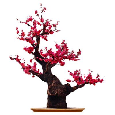 耐寒植物室内阳台庭院花苗