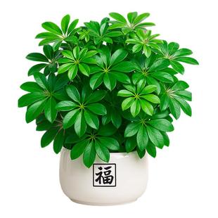 鸭脚木盆栽招财旺宅桌面盆景发财树绿植室内客厅中式禅意四季植物