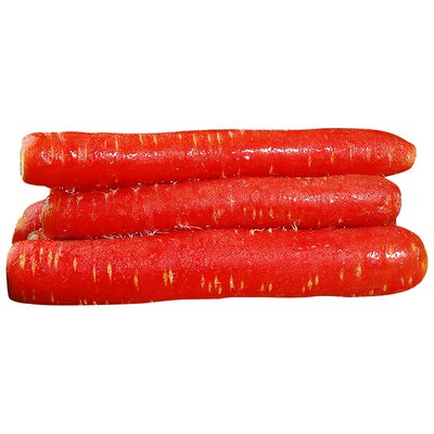 现挖沙地红萝卜！生熟两吃！脆甜