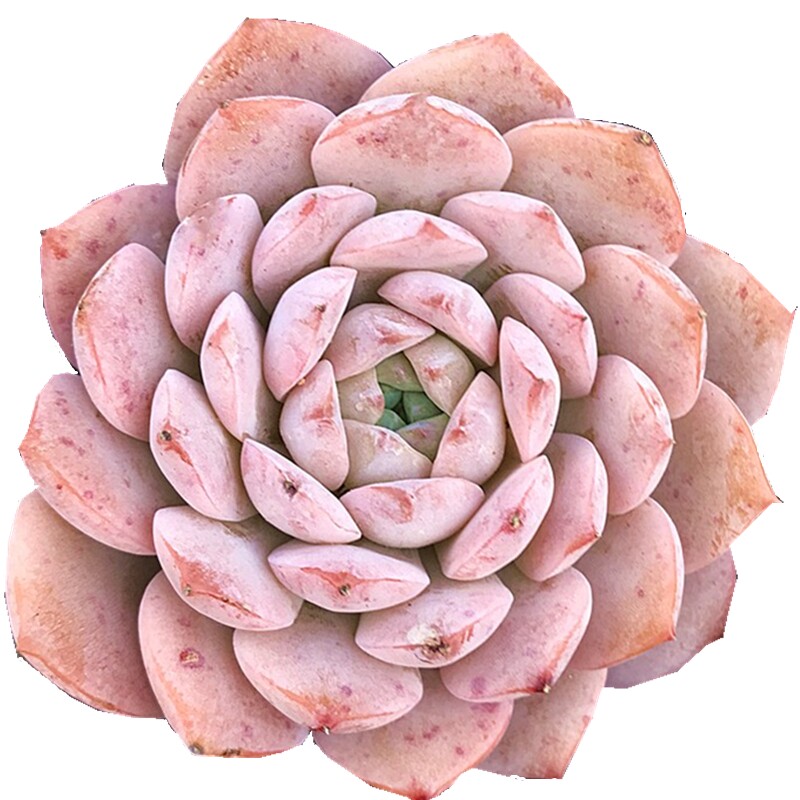 恩宠 格瑞斯惊喜 多肉植物肉肉植物萌肉肉组合盆栽室内花卉陌上花