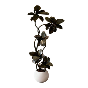 黑金刚橡皮树客厅大盆栽造型室内大型绿植四季好养阳台办公室植物