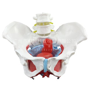 产后康复培训教具女性骨盆模型盆底肌肉可活动盆骨分娩助产子宫