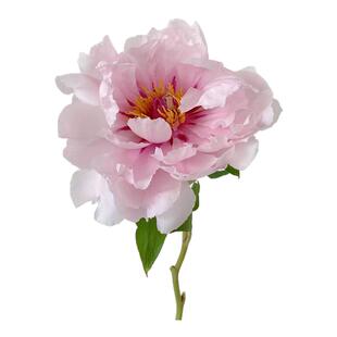 【雪映桃花】牡丹鲜切花新鲜采摘芍药切花束牡丹芍药鲜切花