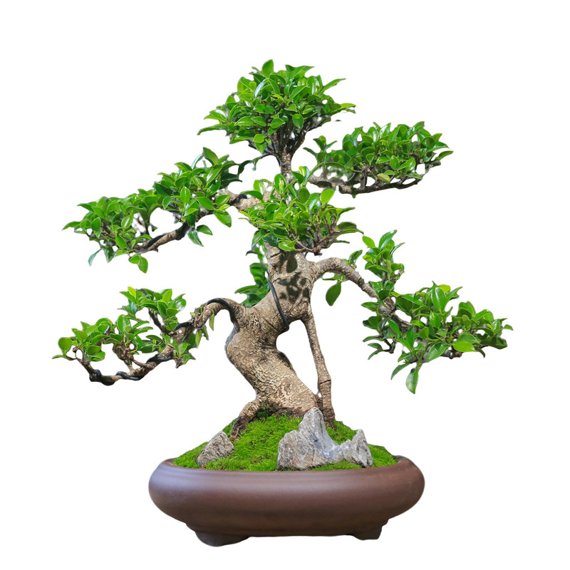 南北可养耐阴绿植榕树盆景
