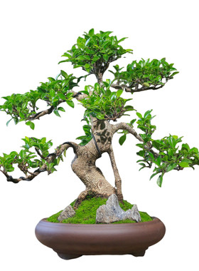 南北可养耐阴绿植榕树盆景