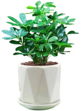 七叶莲易活植物净化空气高颜值