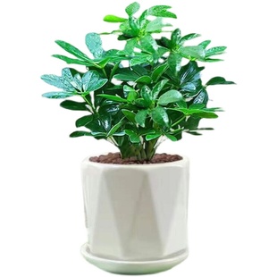 八方来财鸭脚木盆栽易活植物办公室内绿植七叶莲净化空气花高颜值