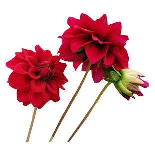 重瓣大丽花种籽多年生庭院阳台小花种子孑四季太阳花易活盆栽花卉